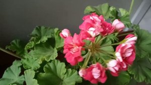 Пеларгонии. Цветение розебудная сорт Red rambler