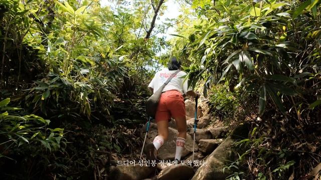 신비한 원시림을 걷다, 울릉도 백패킹 마지막 [4K]