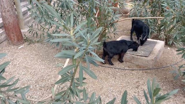 Динопарк Кемер Турция 2023 - Стоит ли сюда ехать с детьми? смотреть онлайн