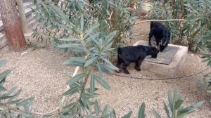 Динопарк Кемер Турция 2023 - Стоит ли сюда ехать с детьми?