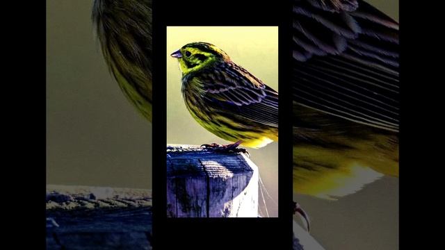 Красивое пение Овсянки (Emberiza hortulana)