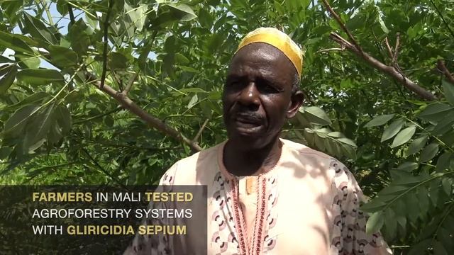 Agroforestry and Soil Fertility with Gliricidia Sepium - Executive Summary смотреть онлайн