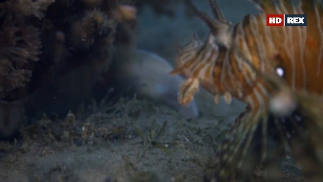 У кого в Красном море индийская крылатка (Pterois miles) пытается отнять охотничью территорию ? смотреть онлайн
