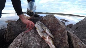 РЫБАЛКА КОЛЬСКИЙ #2 - УХА из КУМЖИ - ВЕЧЕР у КОСТРА - РЫБАЛКА на ОЗЕРЕ в КОЛЬСКОЙ ТАЙГЕ