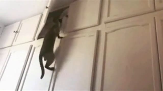 Где Прячется Кот. Кошачья Версия Самоизоляции. Прикол.
