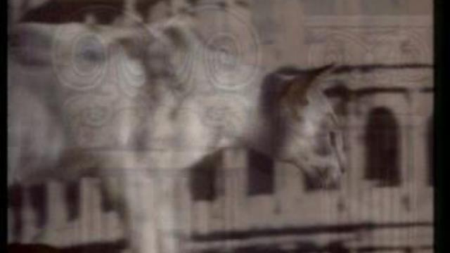 Кошки-Кошка и суперкошка