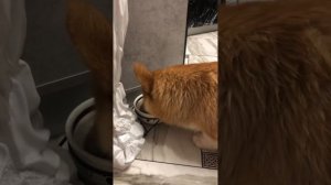 Чем кормить Корги. Конечно мясом