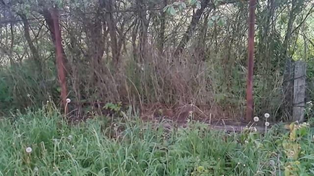 Живая изгородь на даче. Как сделать своими руками? Примеры смотреть онлайн