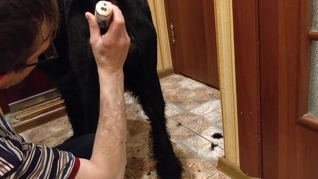 Косметическая стрижка машинкой попы Ризеншнауцера. смотреть онлайн