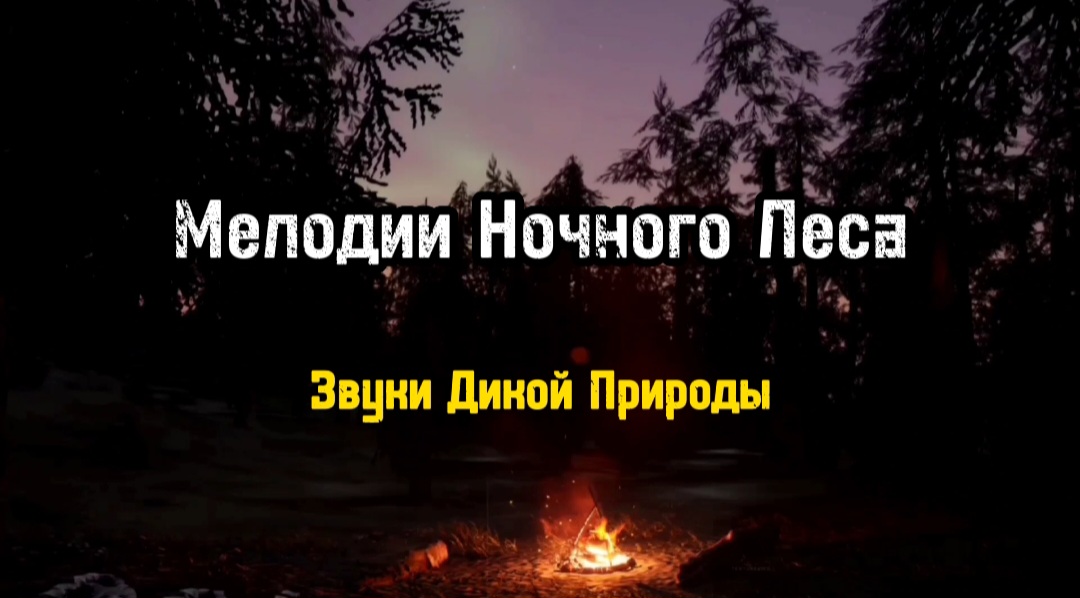 Мелодии Ночного Леса: Звуки Дикой Природы