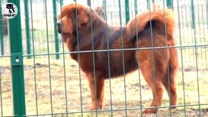 ✔ Тибетский мастив - тяжеловесный пёс, одна из самых дорогих пород в мире