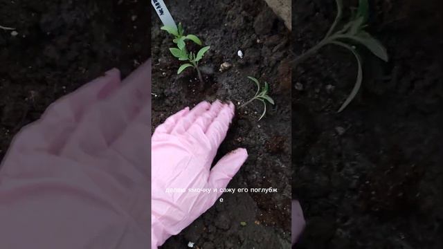 Крепкая рассада-залог хорошего урожая! смотреть онлайн