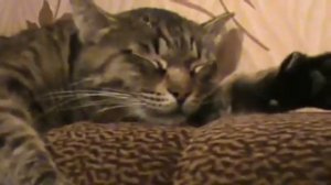 кот разговаривает во сне cat talking in his sleep