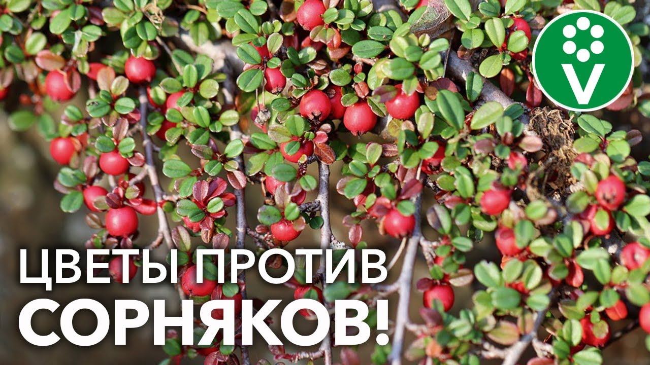 ЭТИ ЦВЕТЫ ЗАДАВЯТ САМЫЕ ЗЛОСТНЫЕ СОРНЯКИ НА УЧАСТКЕ! Долгожданное ПРОДОЛЖЕНИЕ темы!