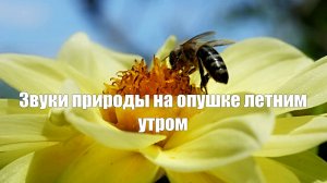 Звук природы. На лесной опушке летним утром