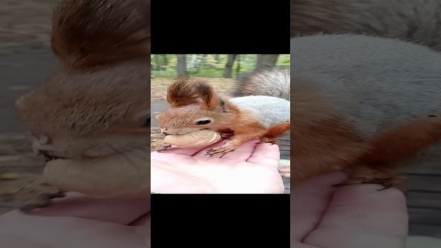 Бельчонок прыгучий, как Ушастик