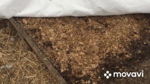 Самый легкий без рассадный способ посадки ранних огурцов в теплице. В мае едим свои огурцы