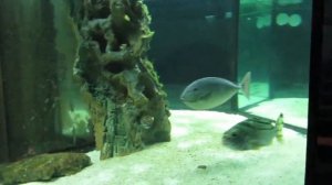 Океанариум в КЗО "Сказка" #Leonidych