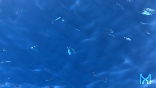 Non-Sleep Deep Rest (NSDR): A Science Supported Tool for De-Stress and Relaxation смотреть онлайн