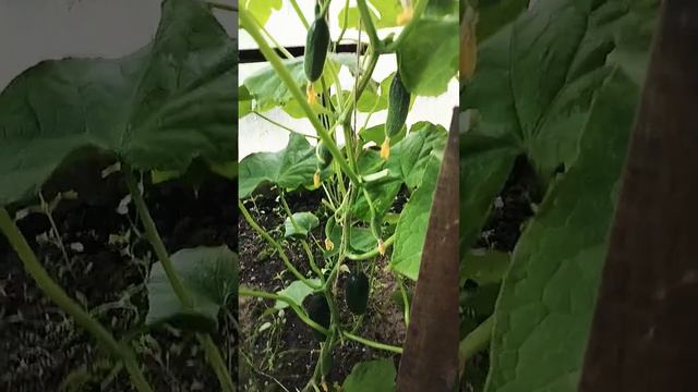 Огурцы Адам 👍 #сад #огород #рассада #дачные #огурцы #грядка #сибирскийсад #цветы #дача смотреть онлайн