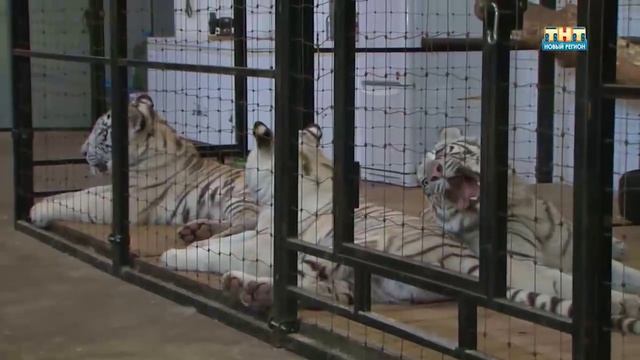 Живу в Ижевске 28.10.2015 смотреть онлайн