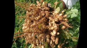 Как вырастить арахис