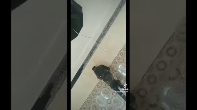 محمد الغزواني غير حجا بسطة.. كنتمناو لخير إنشاء الله