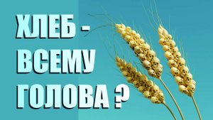 ХЛЕБ - ВСЕМУ ГОЛОВА !?! ▪ Происхождение пшеницы ▪ Скляров А.Ю.?Вавилов Н.И.