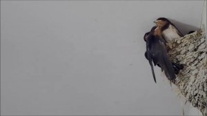 ПТИЦЫ  ЛАСТОЧКИ. ЗАБАВНЫЕ  МОМЕНТЫ.  ЛАСТОЧКИ  КОРМЯТ  ЖЕЛТОРОТИКОВ.