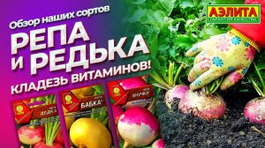 РЕПА, РЕДЬКА и ДАЙКОН - профилактика ОРЗ и ОРВИ! Витаминные культуры, которые НЕ боятся заморозков.