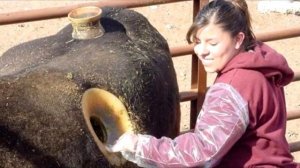 Зачем коровам делают дыркu в боку и что будет, если ее заткнуть