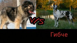 Кавказская овчарка V/S немецкий дог - КТО ПОБЕДИТ?//Батл собак//(ANIMALS BATTLE BIT).