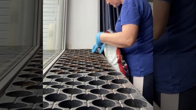 Посев семян на рассаду, помидоры, огурцы, болгарский перец. смотреть онлайн