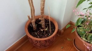 Как избавиться от черных мошек в горшках с комнатными растениями