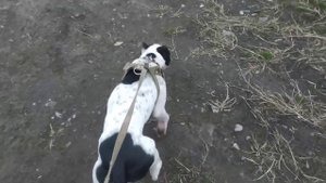 Питбуль 10 месяцев