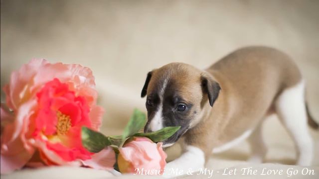 Whippet Let The Love Go On смотреть онлайн
