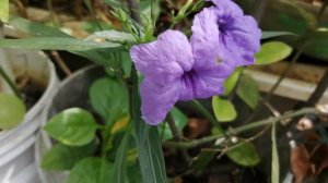 Desert Petunia / Mexican Petunia | Purple flower | Nature | Flowers