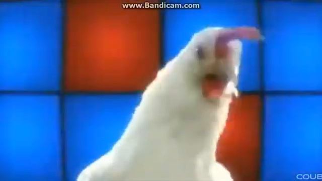 Курица танцуй Оп давай давай двигай телом отдыхай смотреть онлайн