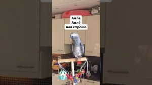 Говорящий попугай.