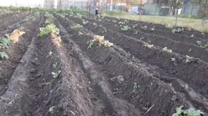 Культиватор он же самодельный окучиватель, - сделай своими руками!