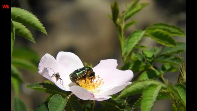 Жуки разные (нем. Verschiedene Käfer) (анг. Miscellaneous Beetles) (фр. Coléoptères divers) смотреть онлайн
