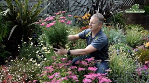 Achillea millefolium Introductions - Perfect Perennials - Kernock Park Plants 2021 Introductions
