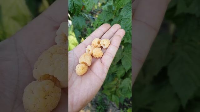 Ремонтантный жёлтый сорт малины Анна)