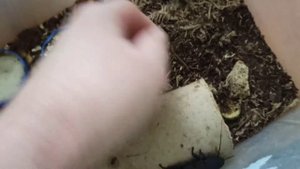Мои любимые девчонки мадагаскарского таракана.