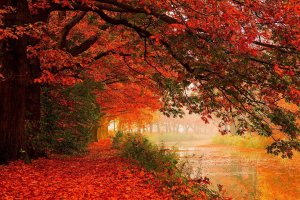 Wonders Of Nature / Autumn (Compilation)