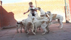 Питомник Алабаев - Среднеазиатских овчарок. www.r-risk.ru +79262205603 Татьяна Ягодкина