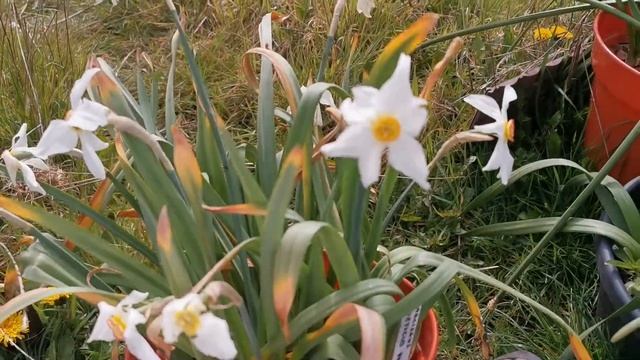 Narcissus poeticus Praecox, one of the earliest poeticus daffodils to bloom смотреть онлайн