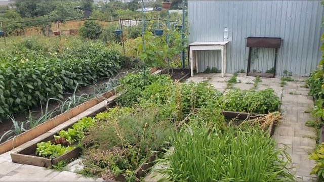 32. С 20.07 по 25.07. Первый картофель. смотреть онлайн