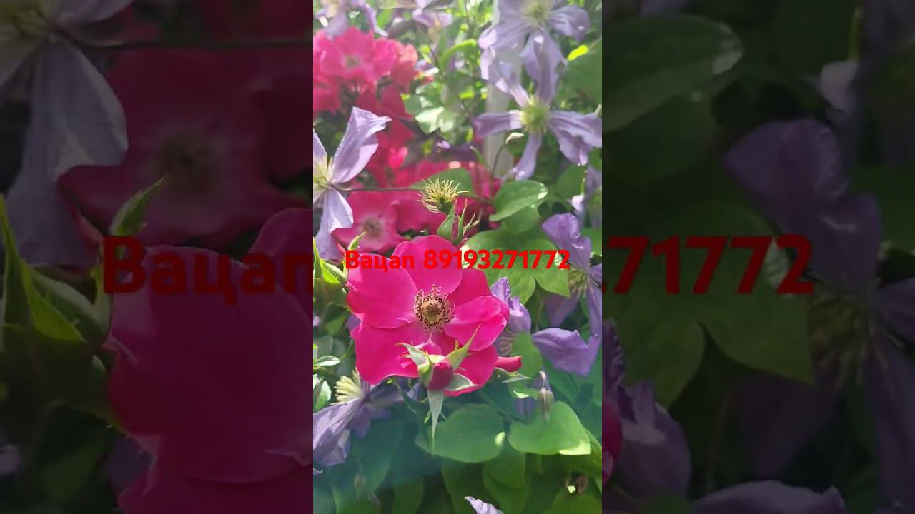 Роза Штат Ром. Клематис Принц Чарльз. Саженцы. Каталог в вацапе. смотреть онлайн