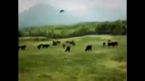 Реальные видеозаписи похищения коров с помощью НЛО